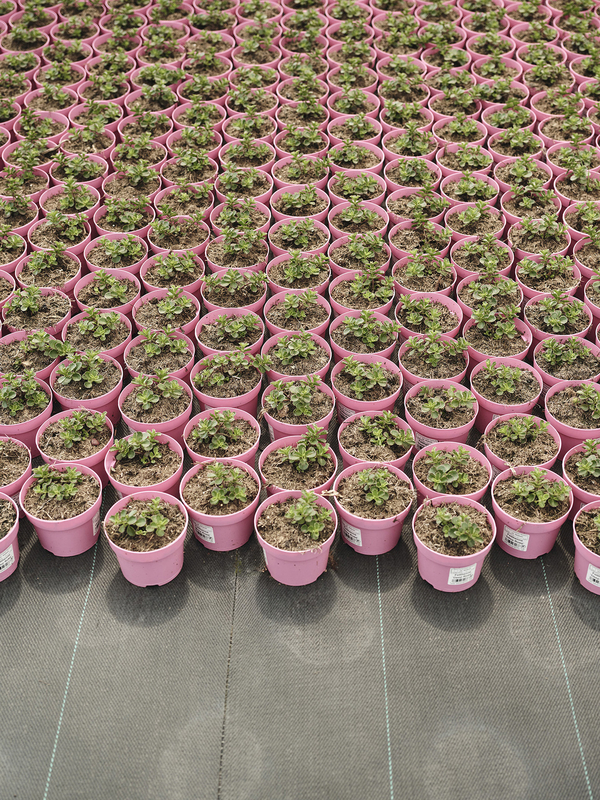 Lexware toni christophduepper 0045 hoch