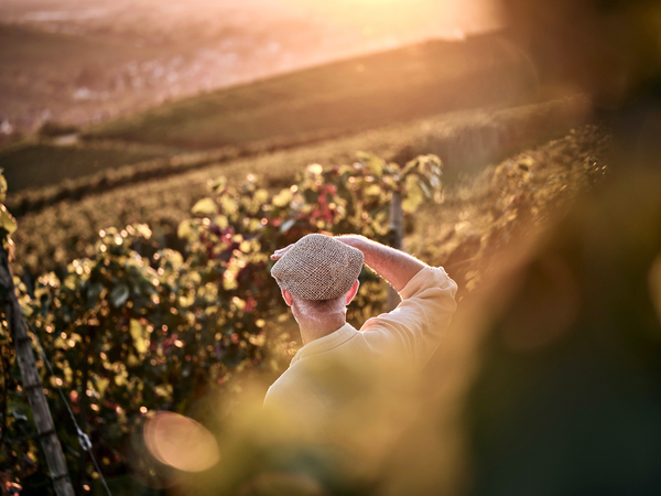 Bnwp gutefragw winzer session2180