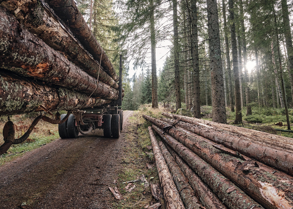 Christophduepper kaeferholz 002